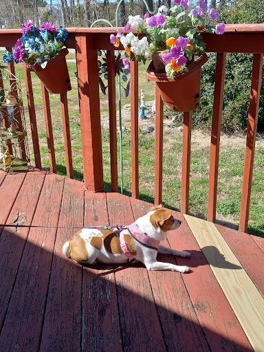 Currituck Animal Services and Control - Thumbnail