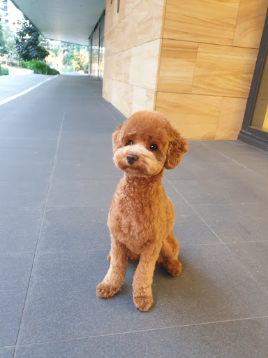 Sunny Dogs Salon Gallery - Australia