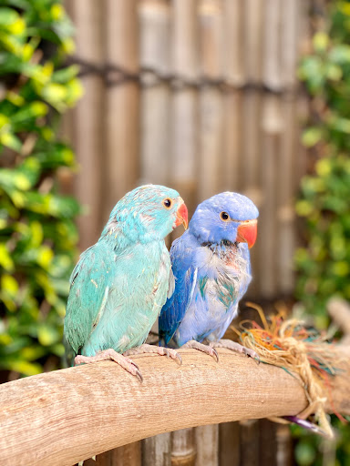 Sebah's Birds Gallery - Australia