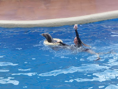 Golden Dome Sea Lion Show