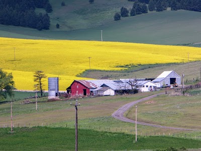 Cottonwood