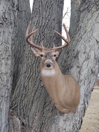 NORTH ANTLER TAXIDERMY