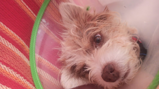 Veterinary clinic "Among Pets" Chipiona - Thumbnail
