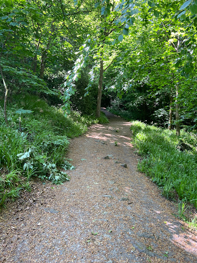 Bodlondeb Woods