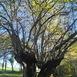 Photo n°15 de Arborée conseil à Thouron (Consultant en environnement)