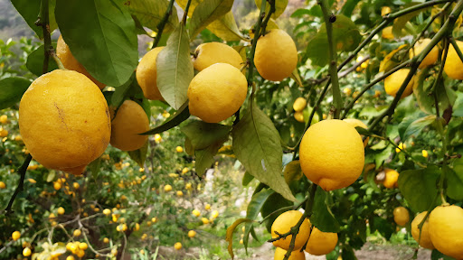 La Ferme des Citrons - Thumbnail