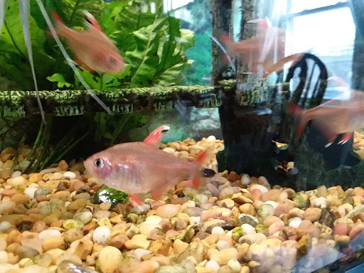Fish Bowl & Pet Shop