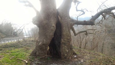 Photos of Albero del Piccioni