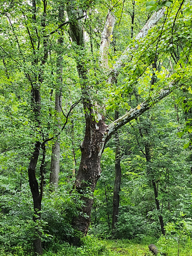 Parking Rock Creek Regional Park - Thumbnail