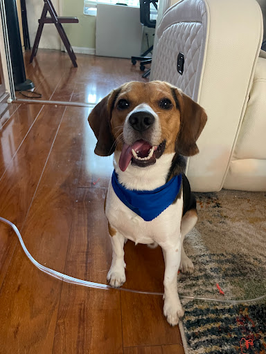 Woof Gang Bakery & Grooming Yamato Gallery - United States