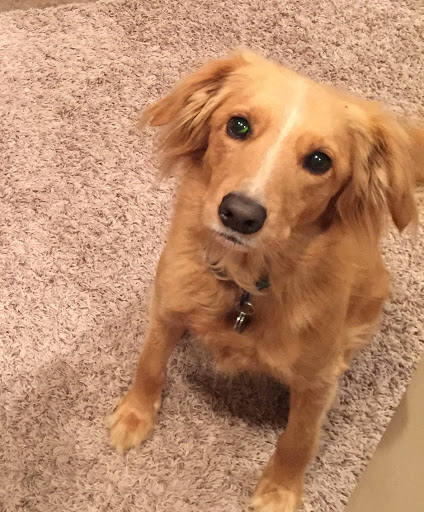 Nixa Animal Hospital - Thumbnail