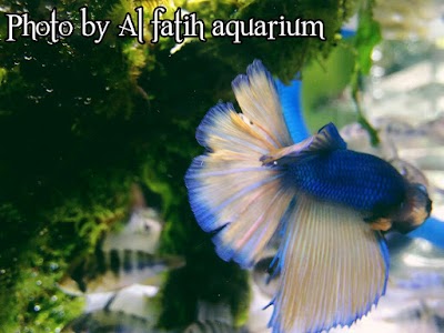 Photos of Al Fatih Aquarium