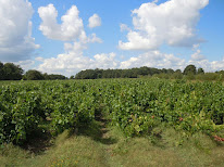 Domaine Anthony Amiant - viticulteur à St Mars de Coutais - Vins Nantes Pornic à Saint-Mars-de-Coutais