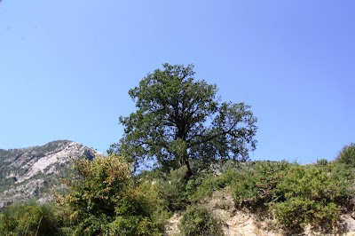 Shën Kolli Church