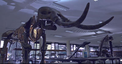 Photos of National Geological Museum Jos&eacute; Royo y G&oacute;mez