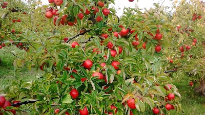 Photos of Apple Creek Orchards