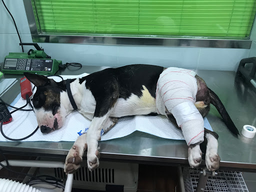 BarnaVets Clínica y Consultorio Veterinario