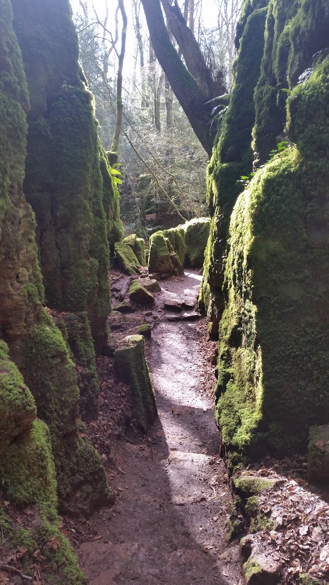 Puzzlewood