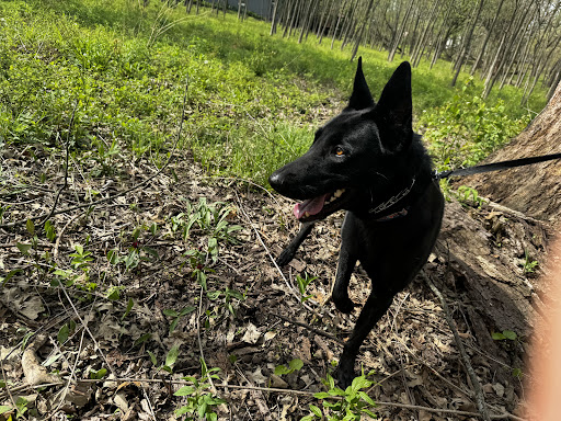 Hickory Grove Forest Preserve