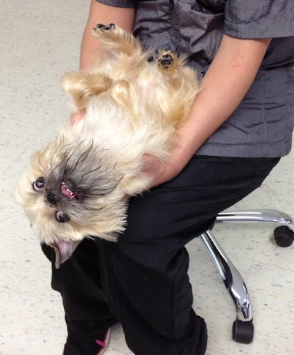 Canine Cloud 9 - Thumbnail
