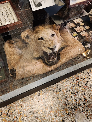 Royal Museum (The Beaney) - Thumbnail