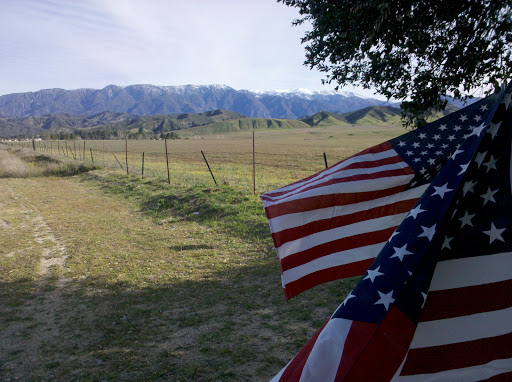 The Patriot Tree - Thumbnail