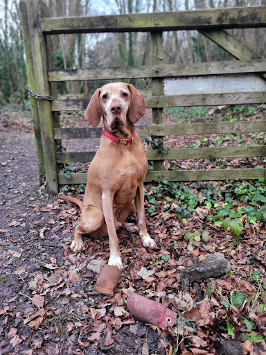 Arun Veterinary Group Pulborough - Thumbnail