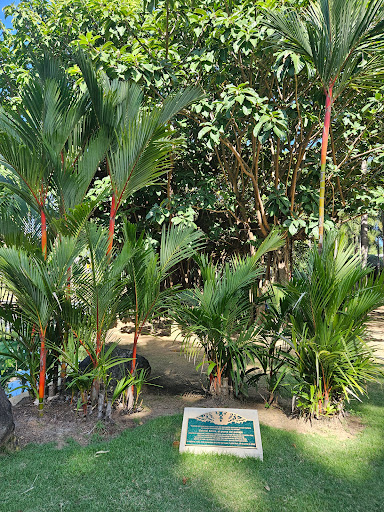 Jardín Botánico del Museo de Arte de Puerto Rico - Thumbnail