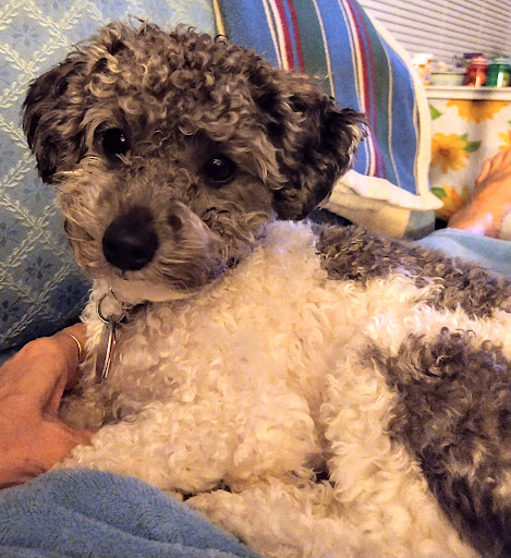 Scotts Creek Animal Hospital - Thumbnail
