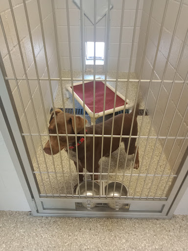 Enid SPCA - Visual