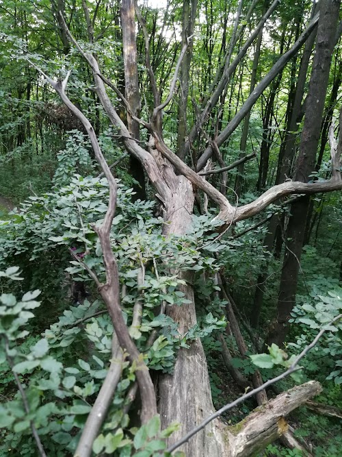 Aukštieji Šančiai mound