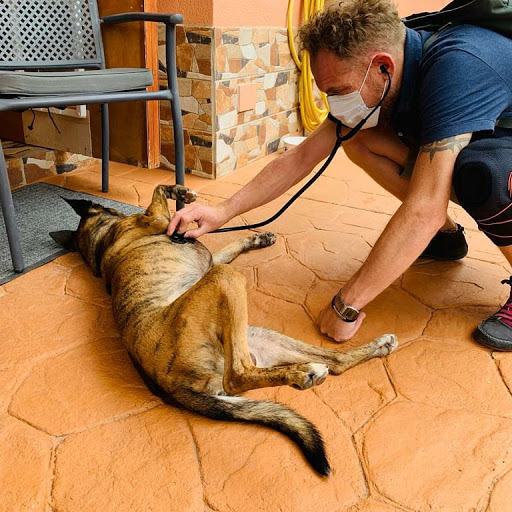 PALMA VET Servicios Veterinarios A Domicilio