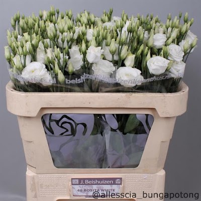 Photos of Allesscia Bunga Potong Bali