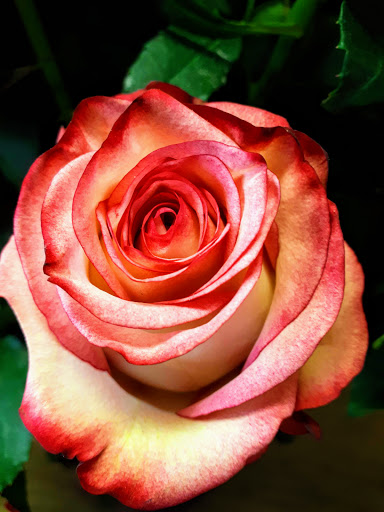 Annes Blumen - Thumbnail