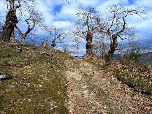 Spaliena - Visual
