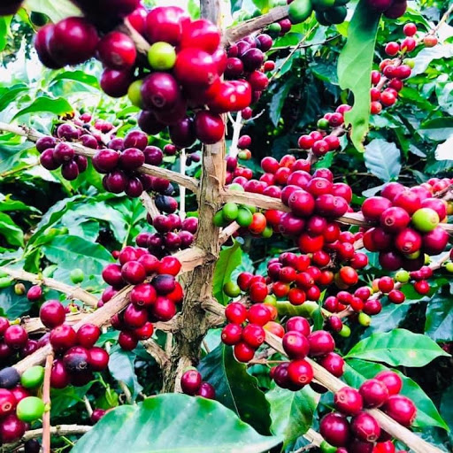 Guate Cafe - Visual