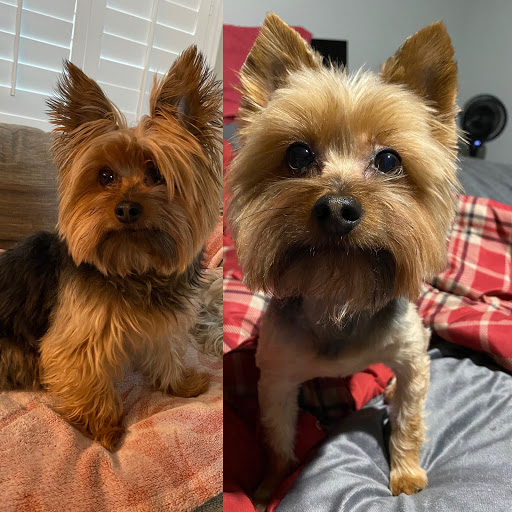 A Pet Stop Mobile Grooming Service - Thumbnail