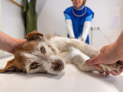 Hund
