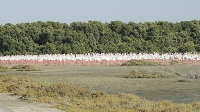 Photos of Ras al khor flamingo viewing deck park