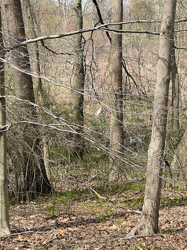 Louis C. Clark Sanctuary - Thumbnail