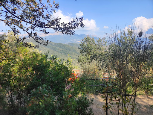 Vaccilento - Visual