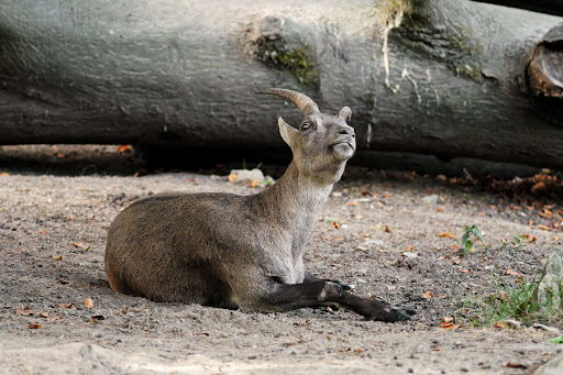 Alpensteinbock-Anlage - Thumbnail