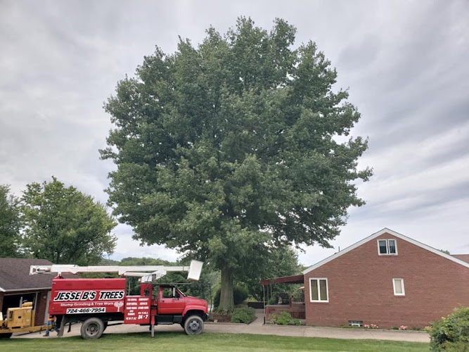 Jesse B’s Trees