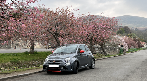Dollar Cherry Blossom - Thumbnail
