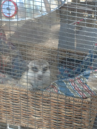 Fellow Earthlings' Wildlife Center, Inc. - Thumbnail