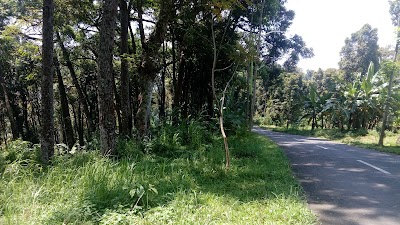 Photos of Perkebunan Cengkeh