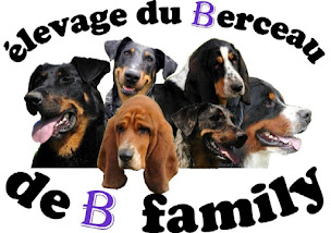 Photo n°1 de Éleveur basset hound, beauceron, bouvier bernois: Élevage du Berceau de B Family à Bouloc (Éleveur)