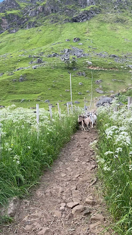 Lofoten Gårdsysteri by null