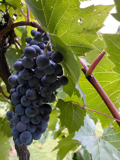 Merry Family Winery - Thumbnail