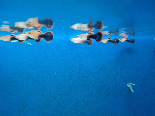 Faunas - Visual